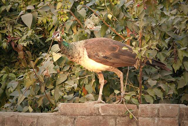 Peahen