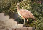 Peahen