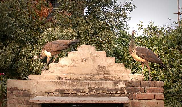 Peahen