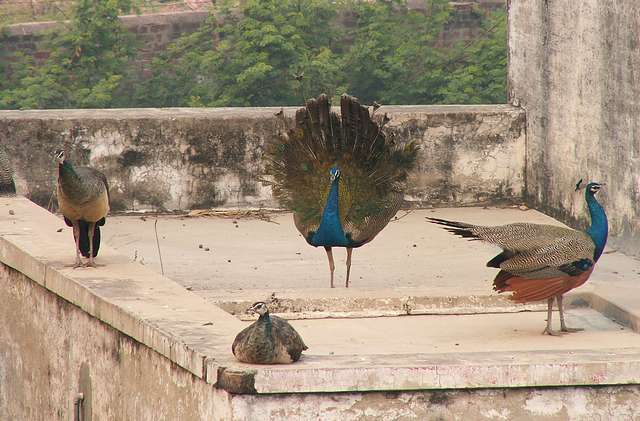 Peacock