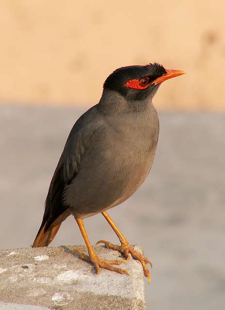 Myna