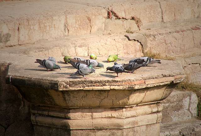 Parrots and pigeon