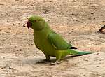 Parrot