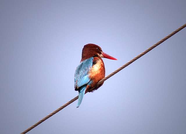 Kingfisher