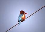 Kingfisher