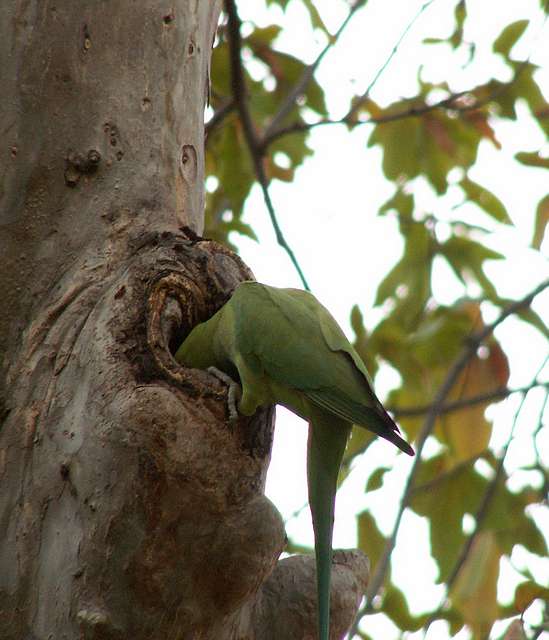 Parrot