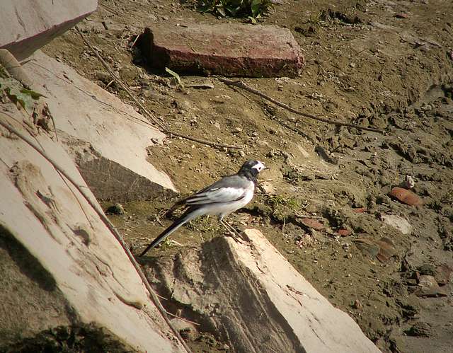 Bird at Brahmanda-ghat