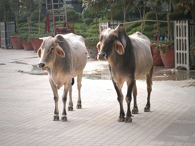 Cow and Bull