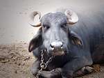 Water buffalo