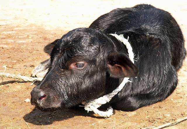 Baby buffalo