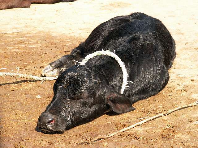 Baby buffalo