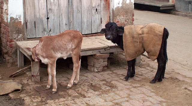 Calf and buffalo