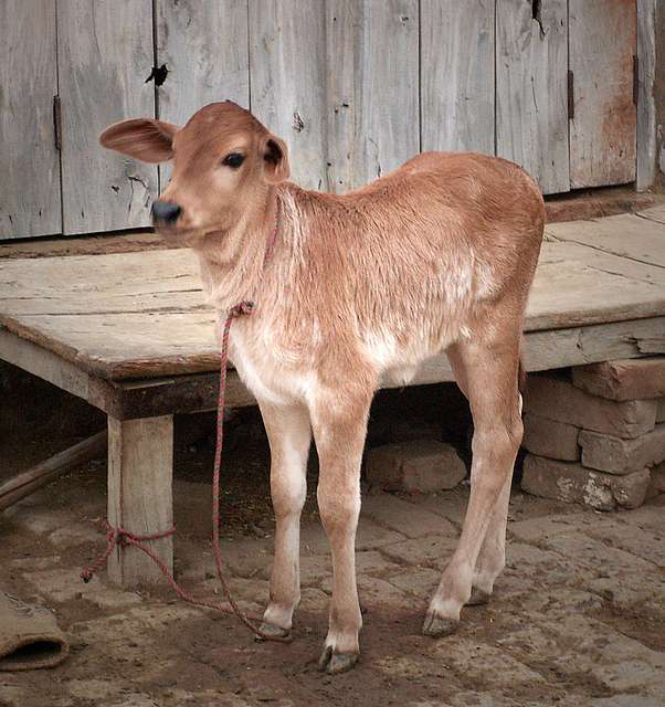 Calf