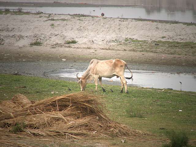 Cow at Yamuna