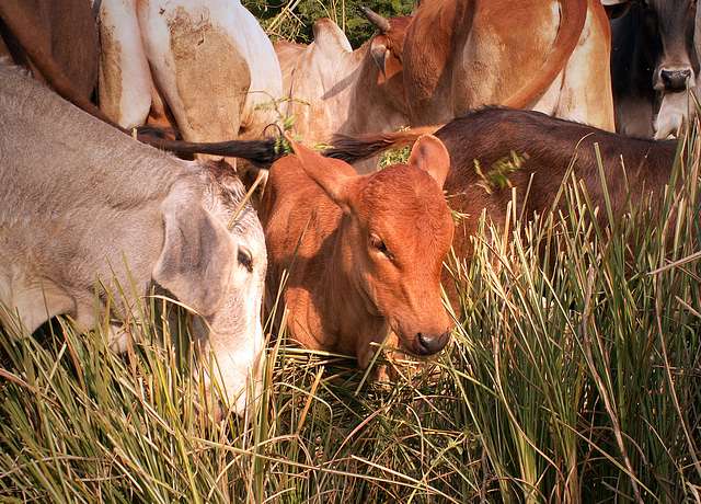 Cows