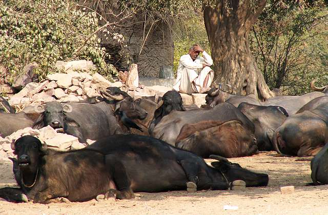 Buffalos