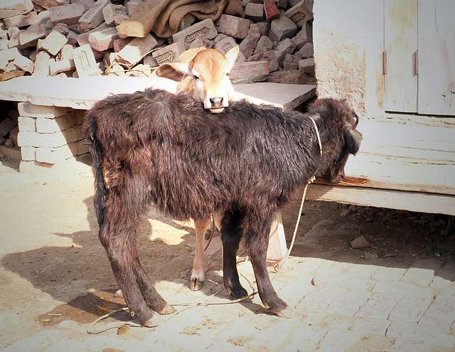 Buffalo and calf