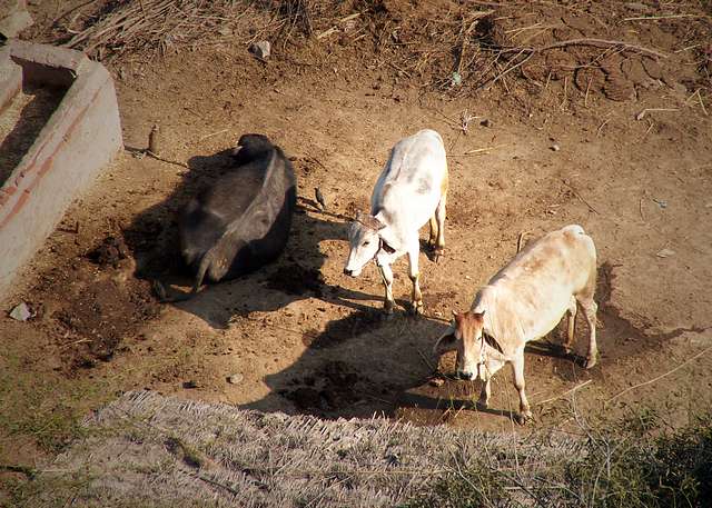 Cows in Varshana