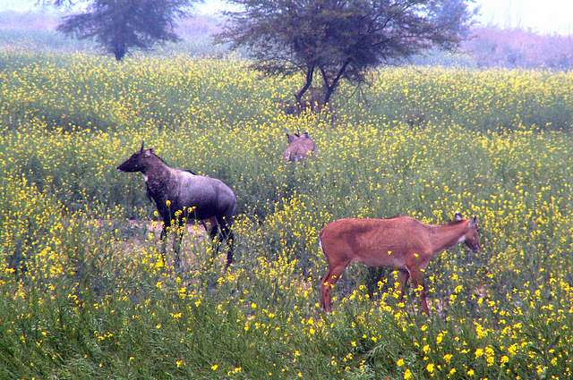 Forest cows