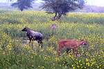 Forest cows