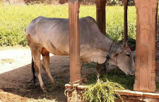 Cow at Raval