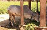 Cow at Raval