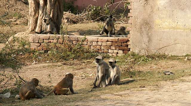 Monkeys at a stand-off