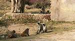 Monkeys at a stand-off