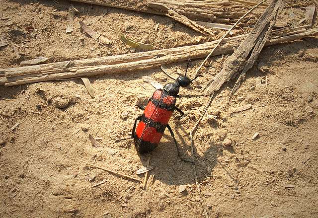 A curious insect