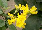 Black bee