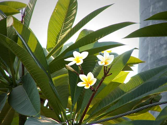 Flowers