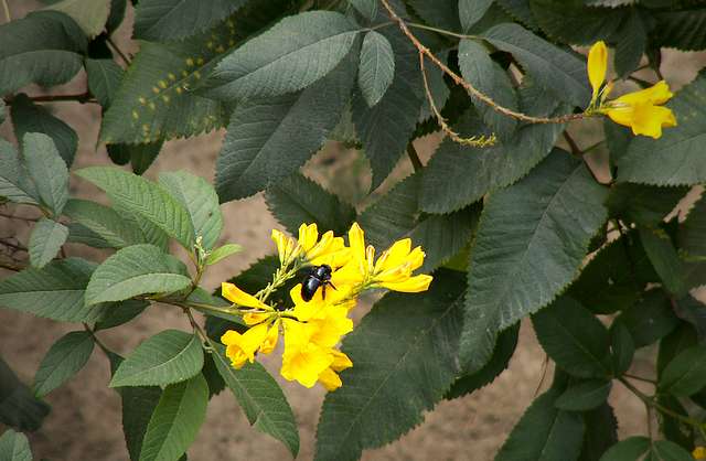 Tasty flowers