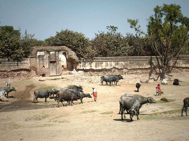 Radharani's garden