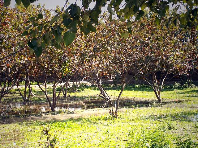 Trees at the garden