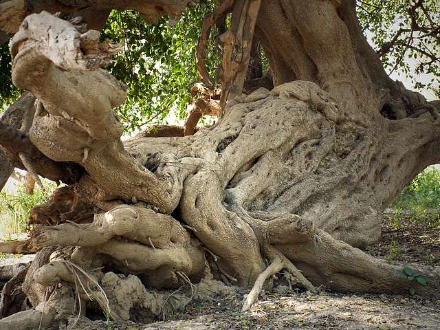 A rather twisted tree