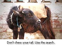 Don't chew your tail!